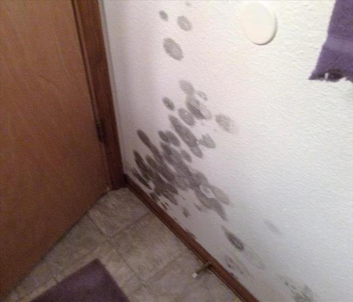 Black Mold Spots on Wall