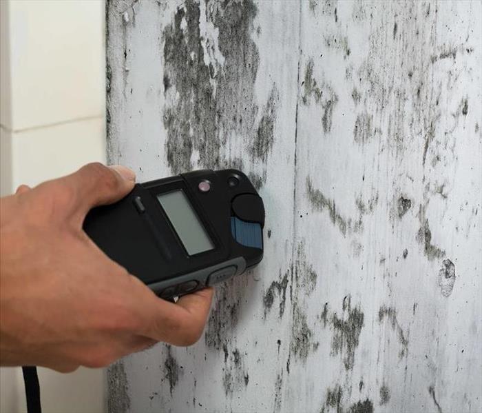 A professional checks a moldy wall
