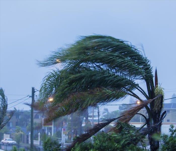  Palm Tree Shakes because of the Strong Wind